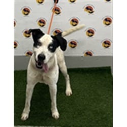 Photo of Levi, adoptable Mixed Breed (Medium) in Land O'Lakes, Florida