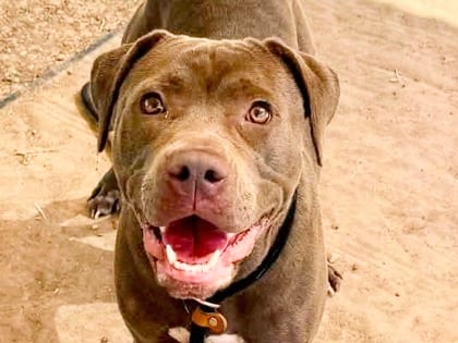 Photo of Clementine, adoptable dog in Georgetown, Texas