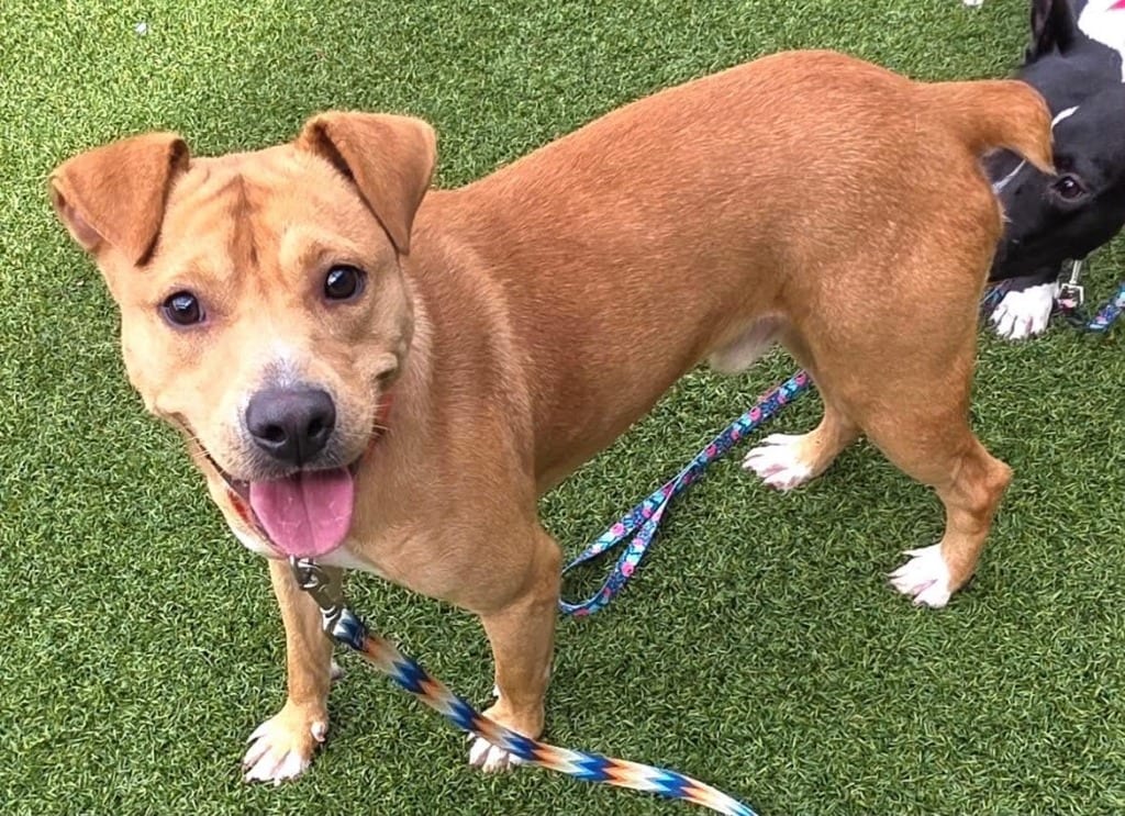 Photo of Cox, adoptable Terrier in Hartsville, South Carolina