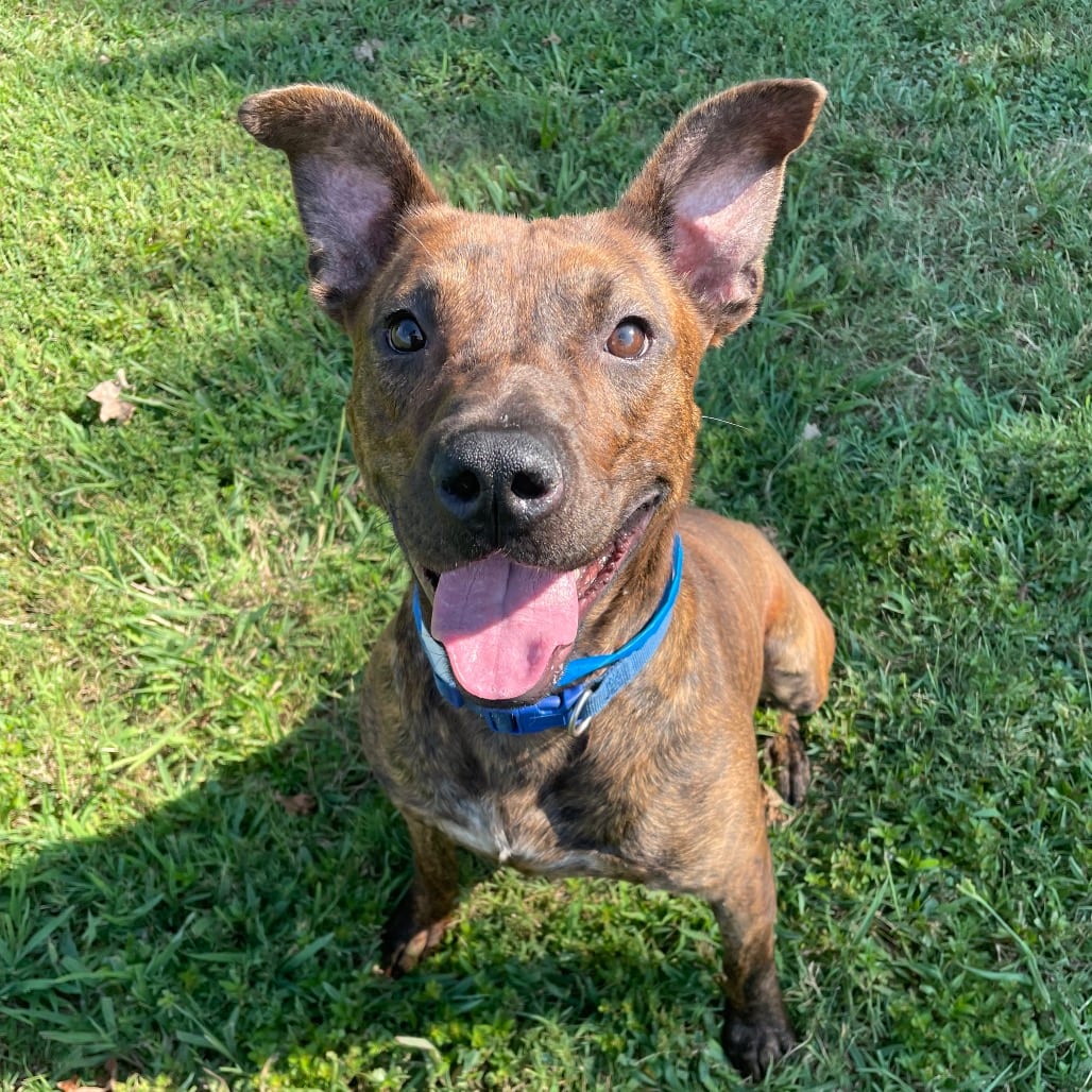 Photo of Draco, adoptable Mixed Breed (Medium) in Chattanooga, Tennessee