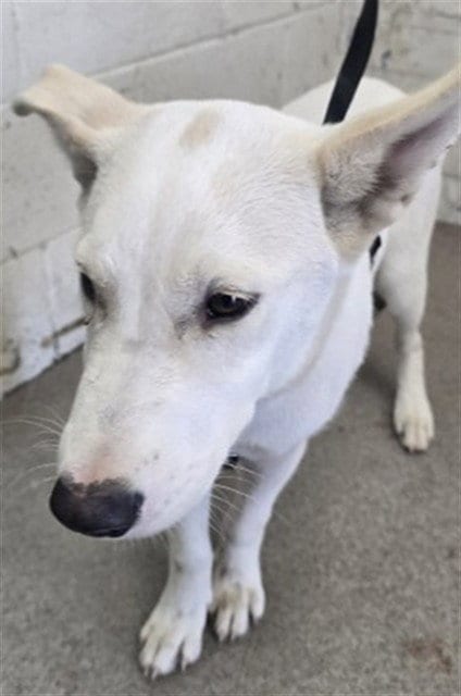 Photo of Holder, adoptable Pit Bull Terrier in San Bernardino, California