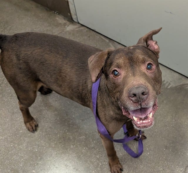 Photo of Ferdinand, adoptable dog