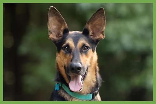 Photo of Berkley, adoptable German Shepherd Dog in Amherst, Massachusetts