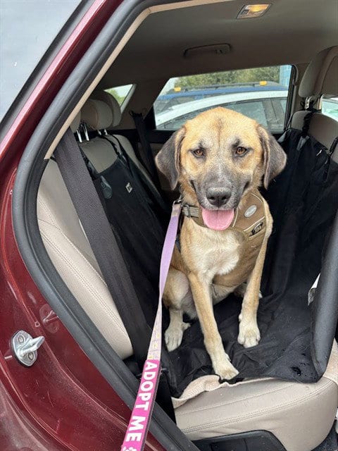 Photo of Farah, adoptable Anatolian Shepherd in Plano, Texas