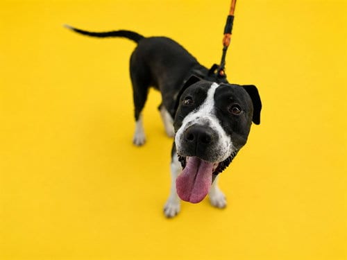 Photo of Charm, adoptable Labrador Retriever in Miami, Florida
