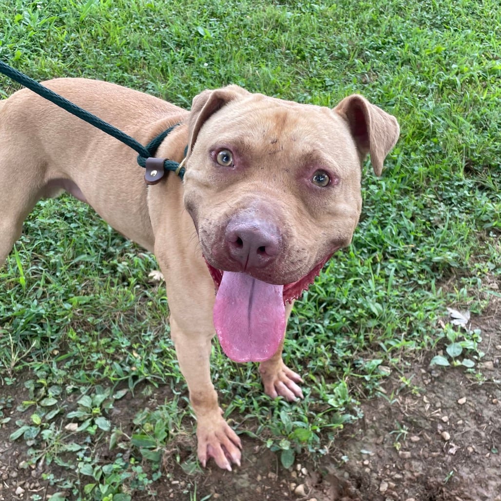 Photo of Burger Bun, adoptable Mixed Breed (Medium) in Chattanooga, Tennessee