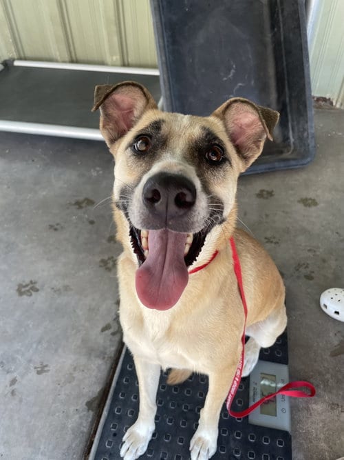 Photo of Delphine, adoptable Shepherd in El Centro, California