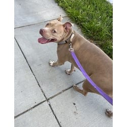Photo of Leilani, adoptable American Pit Bull Terrier in Washington, District of Columbia