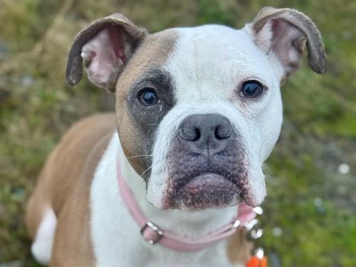 Photo of Addie, adoptable Boxer in Tacoma, Washington