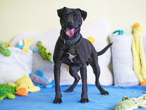 Photo of Billy, adoptable Labrador Retriever in Tavares, Florida
