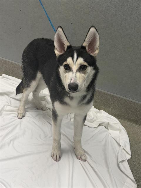 Photo of Muffin, adoptable Siberian Husky in Las Vegas, Nevada