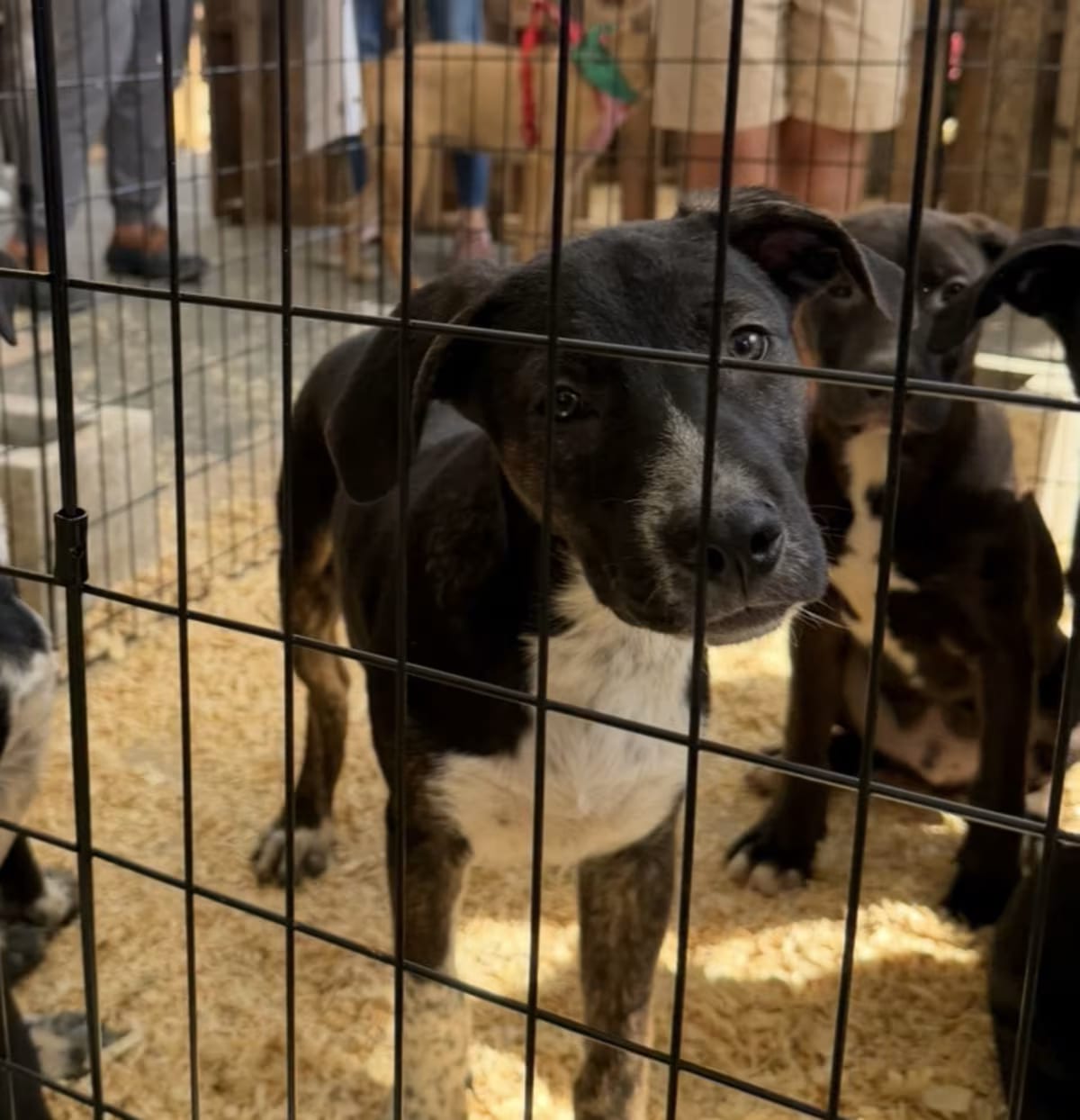 Photo of Prince, adoptable Labrador Retriever Australian Cattle Dog in Grayslake, Illinois