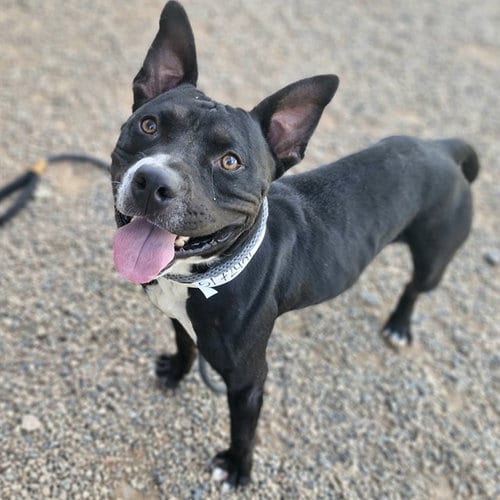 Photo of Shmores, adoptable American Staffordshire Terrier in Mesa, Arizona