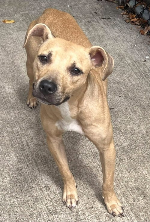 Photo of Poppyseed, adoptable Pit Bull Terrier in Crete, Illinois