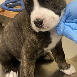 Photo of Harry, adoptable Siberian Husky American Pit Bull Terrier in Vancouver, Washington