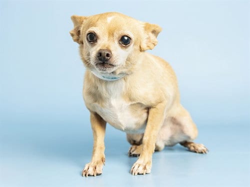 Photo of Cheesy Quesadilla, adoptable Chihuahua in Phoenix, Arizona