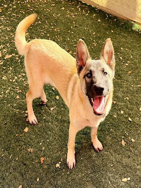 Photo of Heidi, adoptable Belgian Shepherd Malinois in Salinas, California