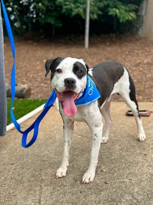 Photo of Eeyore, adoptable American Staffordshire Terrier in Holly Springs, North Carolina