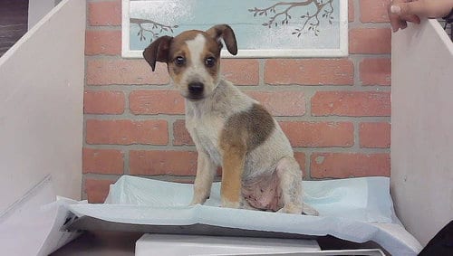 Photo of Buzz, adoptable Australian Cattle Dog/Blue Heeler in Houston, Texas