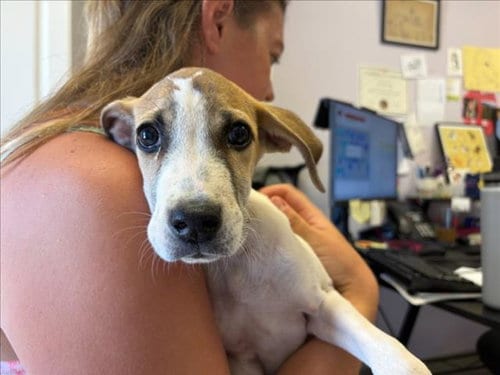 Photo of Candy Land, adoptable Rhodesian Ridgeback in Santa Cruz, California