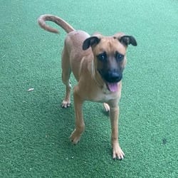 Photo of Link 3584, adoptable Mixed Breed (Medium) in Loxahatchee, Florida