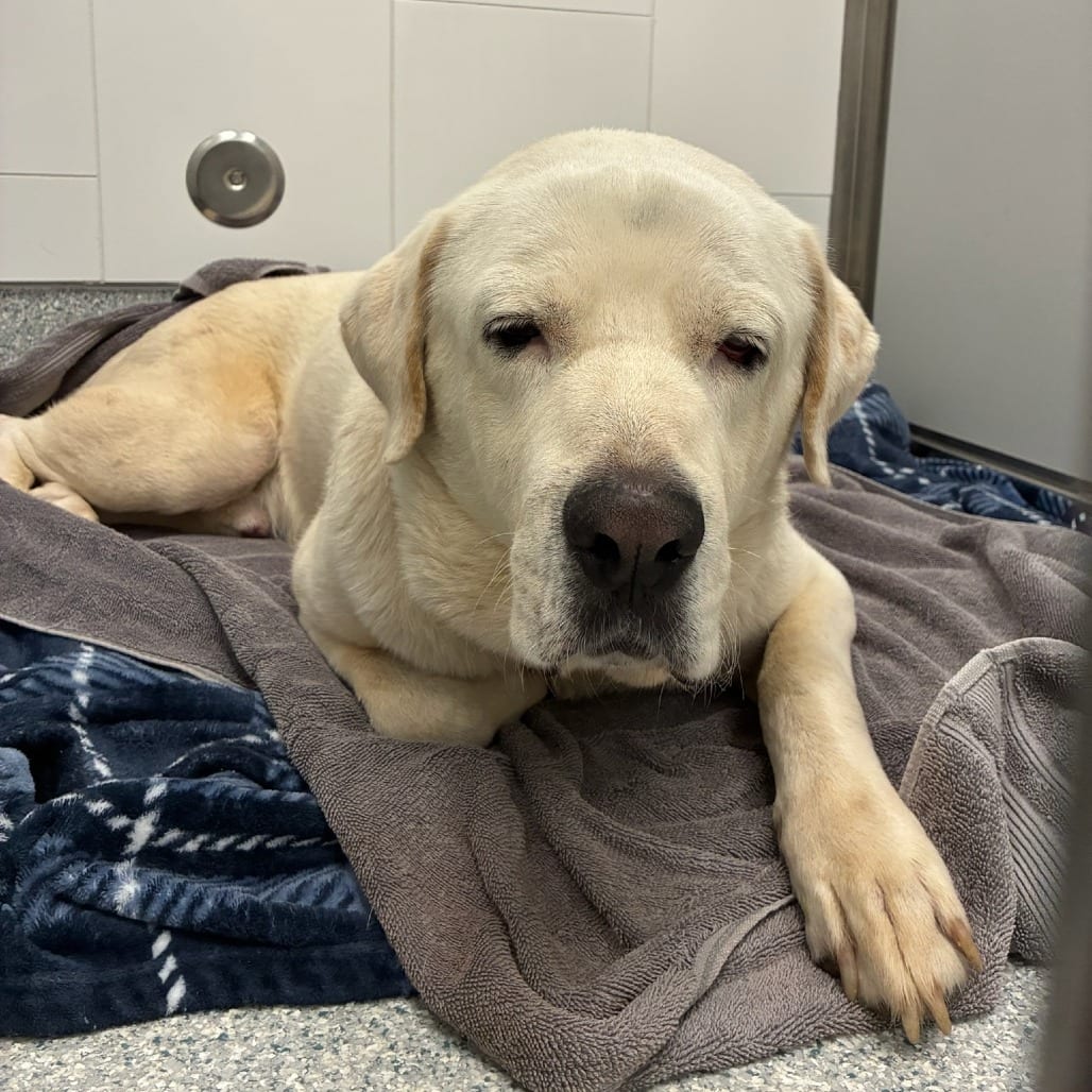 Photo of Clifford, adoptable Retriever, Labrador in Spartanburg, South Carolina