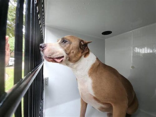 Photo of Kaya, adoptable Pit Bull Terrier in Houston, Texas