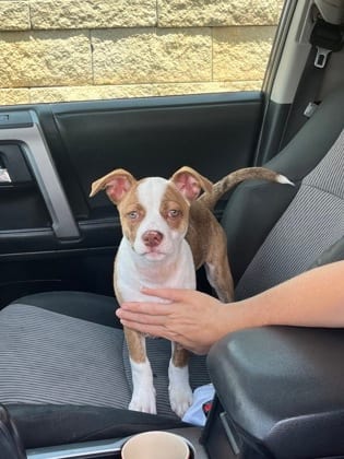 Photo of Nougat, adoptable dog in Atlanta, Georgia