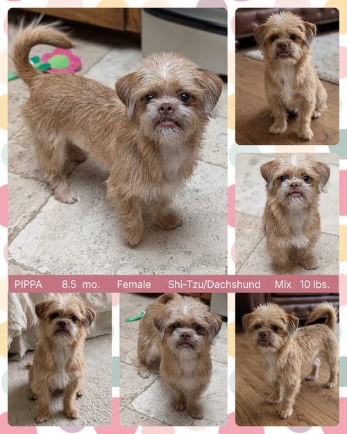 Photo of Pippa, adoptable Shih Tzu in Mesa, Arizona