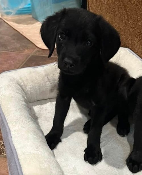 Photo of Honey, adoptable Labrador Retriever in Sedalia, Colorado