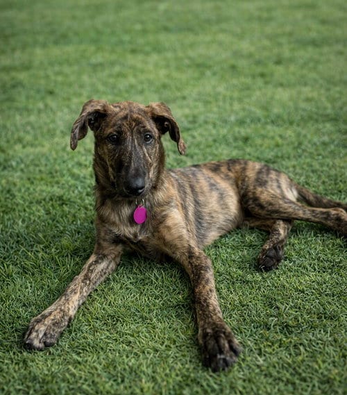 Photo of Alaska, adoptable Plott Hound in Cary, North Carolina