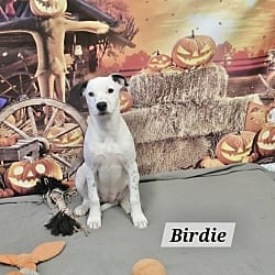 Photo of Birdie, adoptable Border Collie in East Hartford, Connecticut