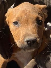 Photo of Blurb, adoptable American Staffordshire Terrier in San Antonio, Texas
