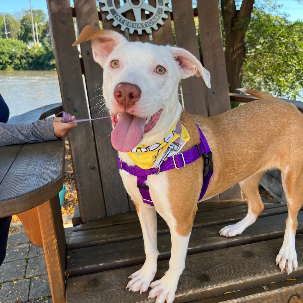 Photo of Serrano, adoptable Terrier, American Pit Bull in South Elgin, Illinois