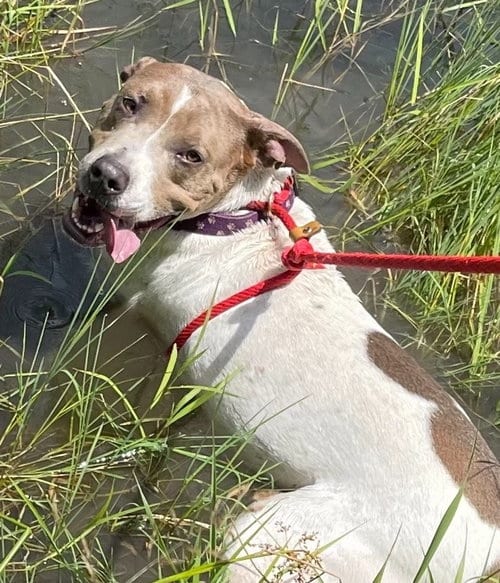 Photo of Moby, adoptable Pointer in Hudson, New York