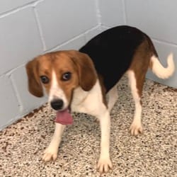 Photo of Olive 2857, adoptable Beagle in Loxahatchee, Florida