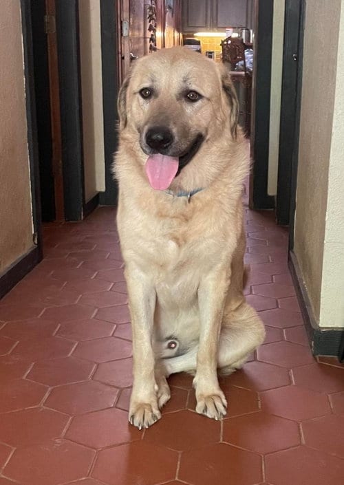 Photo of Simon, adoptable Anatolian Shepherd in Whitewright, Texas