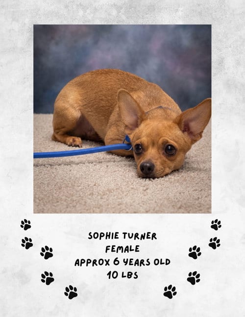 Photo of Sophie Turner, adoptable Chihuahua in Las Vegas, New Mexico