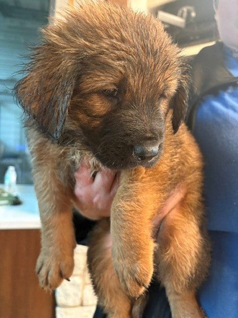 Photo of A658178, adoptable German Shepherd Dog in Houston, Texas