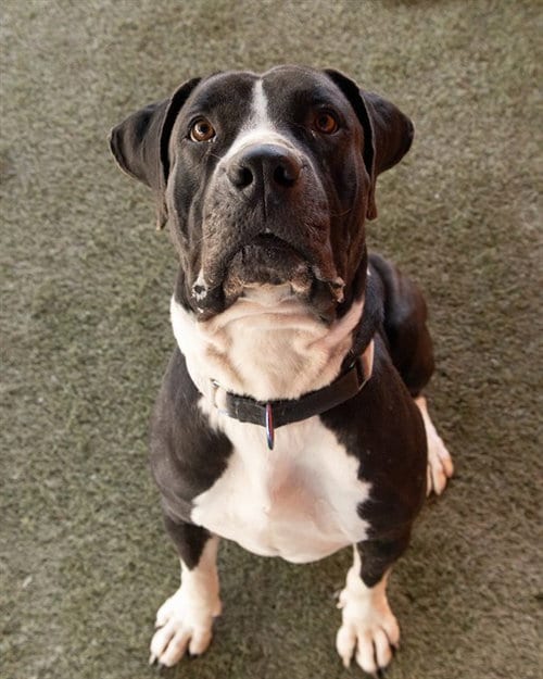 Photo of Panda, adoptable Mastiff in Miami, Florida