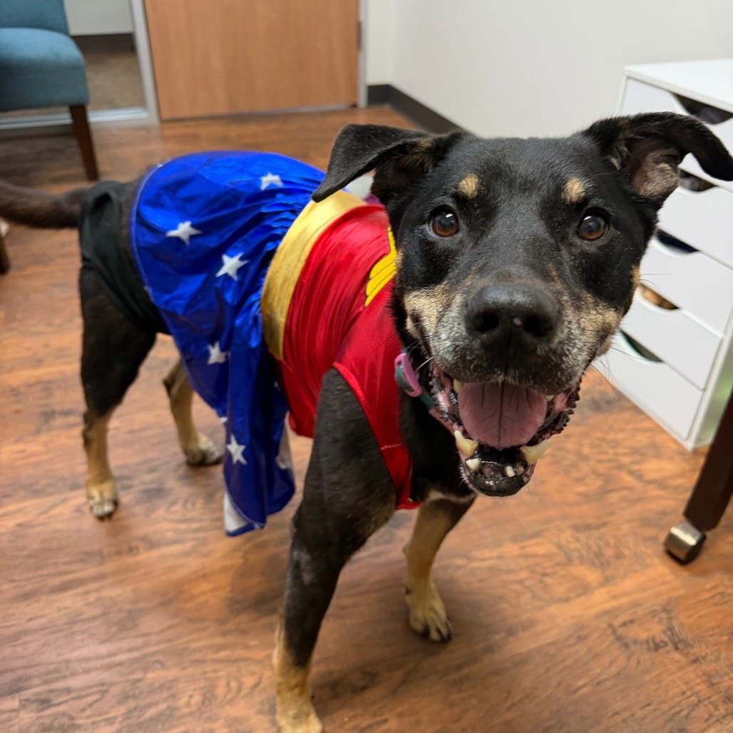 Photo of Suki, adoptable Shepherd, German / Mix in Houston, Texas