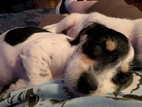 Photo of Illyria, adoptable Jack Russell Terrier in Mechanicsburg, Pennsylvania