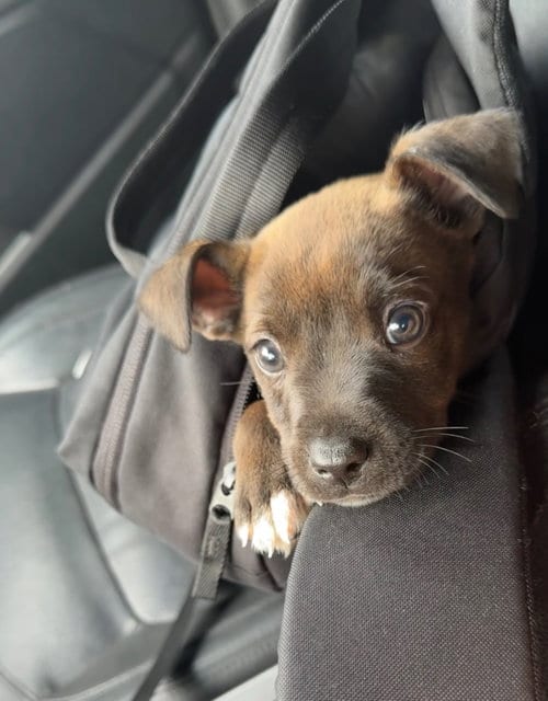Photo of Sirius (Harry Potter litter), adoptable Labrador Retriever in Holly Springs, North Carolina