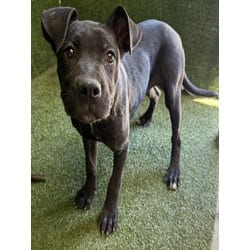 Photo of Tanya, adoptable American Pit Bull Terrier in Lancaster, California