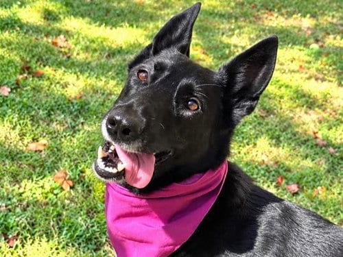 Photo of Violet, adoptable German Shepherd Dog in Haw River, North Carolina
