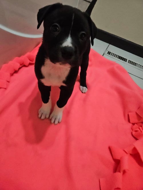 Photo of Nari, adoptable Labrador Retriever in Princeton, Minnesota