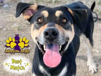 Photo of Dee, adoptable dog in Georgetown, Texas
