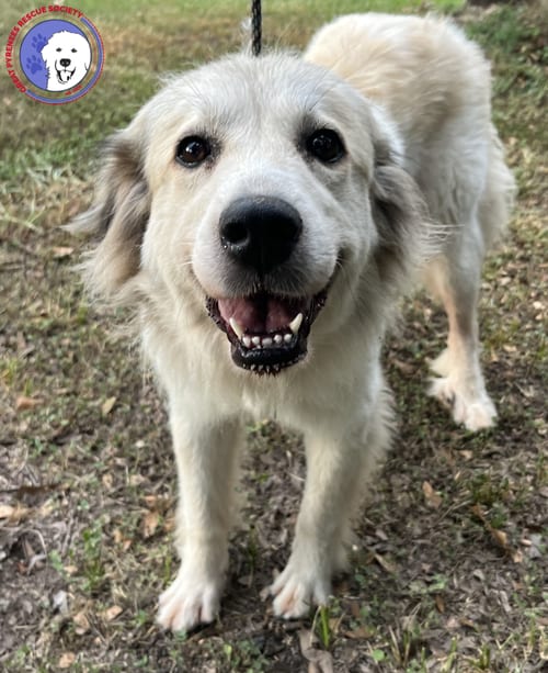 Photo of Taylor, adoptable Great Pyrenees in Spring, Texas