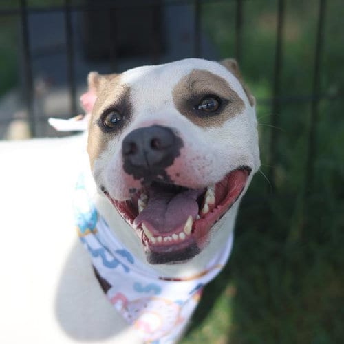 Photo of Koda, adoptable Mastiff in San Antonio, Texas