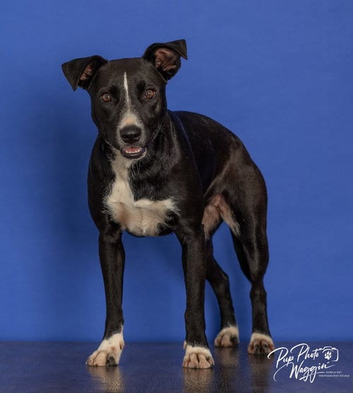 Photo of Lila, adoptable Labrador Retriever in Claremore, Oklahoma